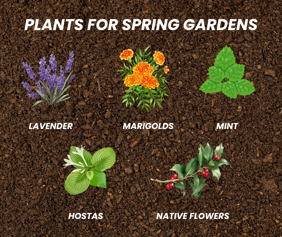 recommended plants for spring gardens