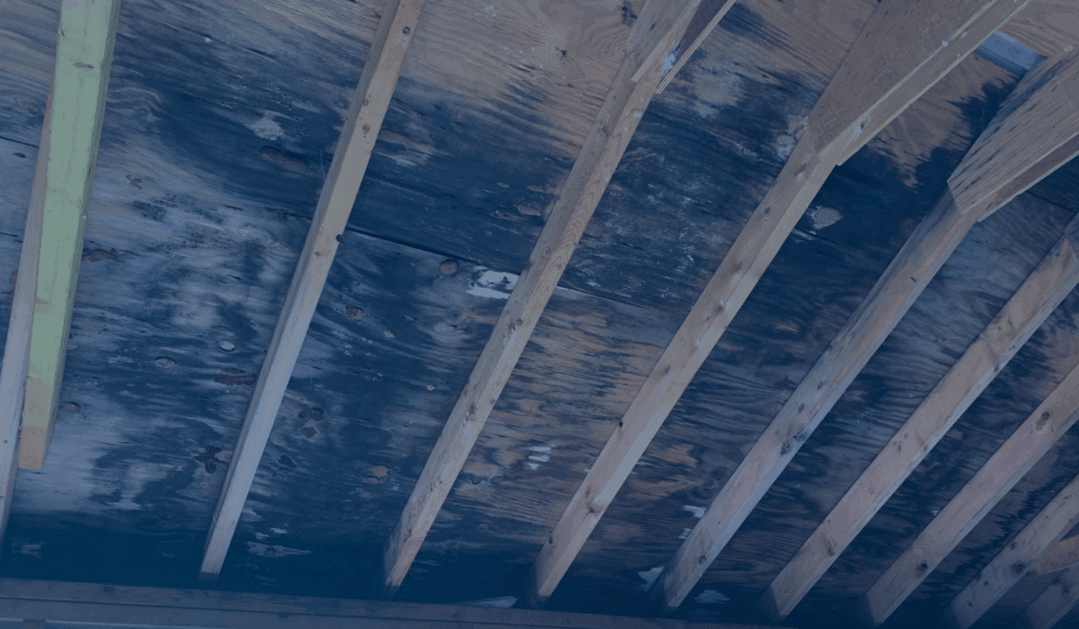 What does mold look like on wood