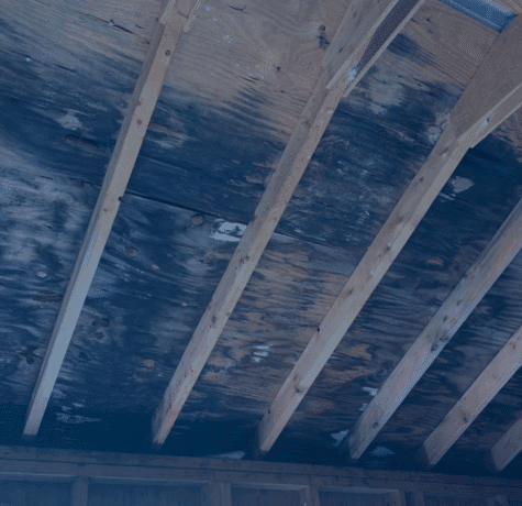 What does mold look like on wood