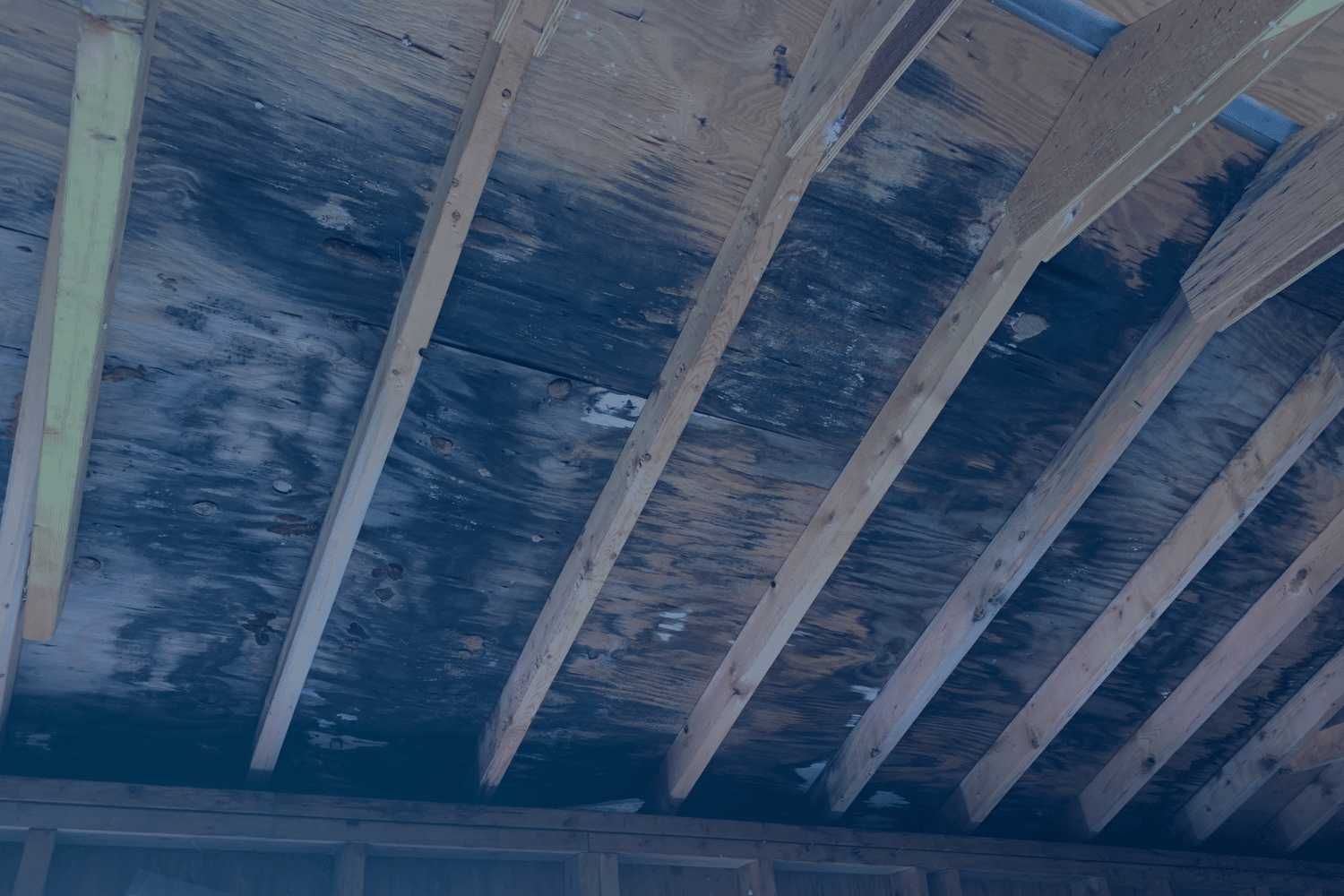 What does mold look like on wood