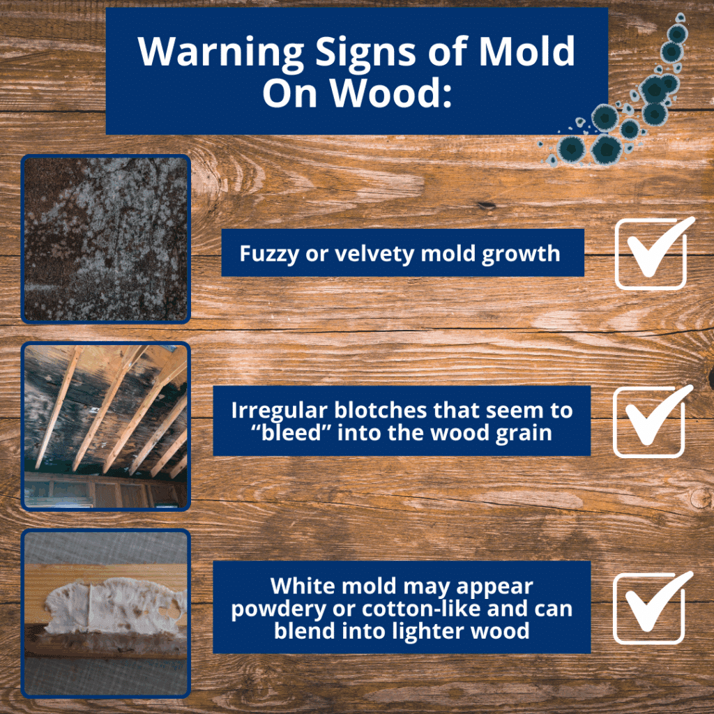 what does mold look like on wood, common signs