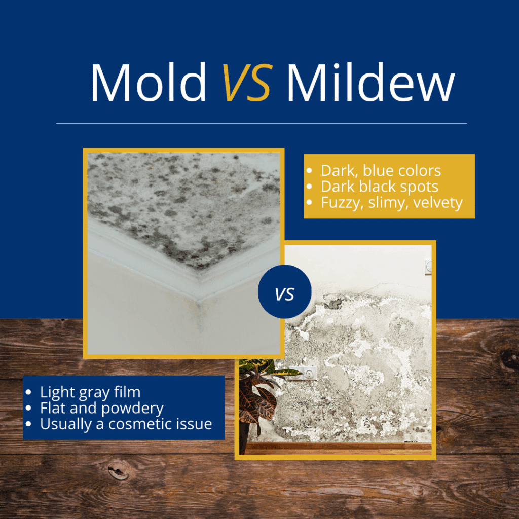 what does mold look like on wood, mold verses mildew