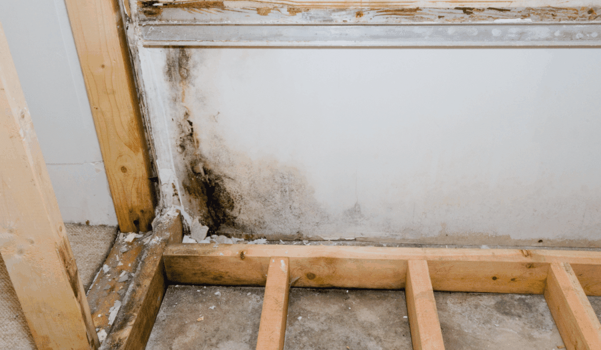 mold in basement