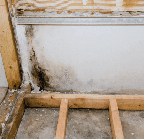 mold in basement