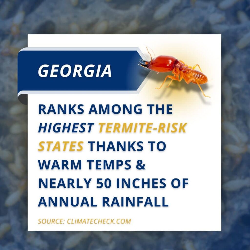 Graphic showing that Georgia is a high-risk state for termite activity due to its warm temperatures and nearly 50 inches of annual rainfall, featuring a red termite.