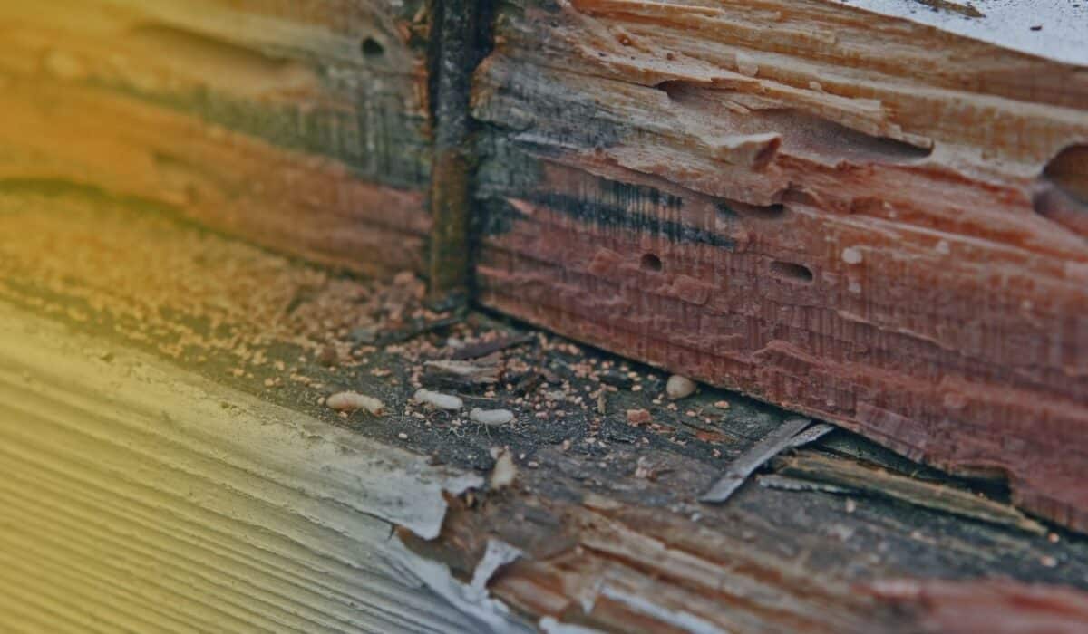 Damaged structural wood showing white worker termites and fecal pellets, indicating a house termite inspection is needed.