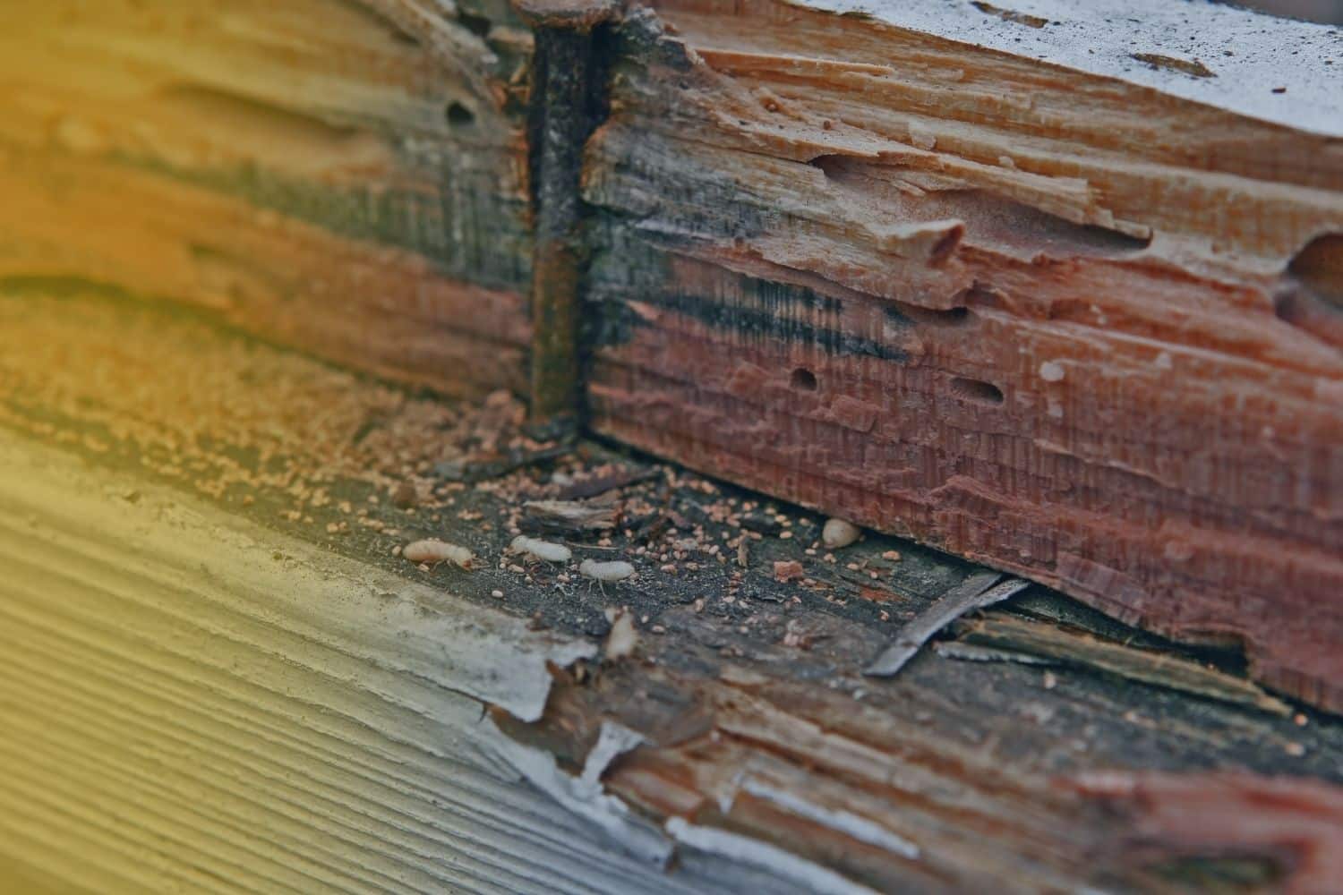 Damaged structural wood showing white worker termites and fecal pellets, indicating a house termite inspection is needed.