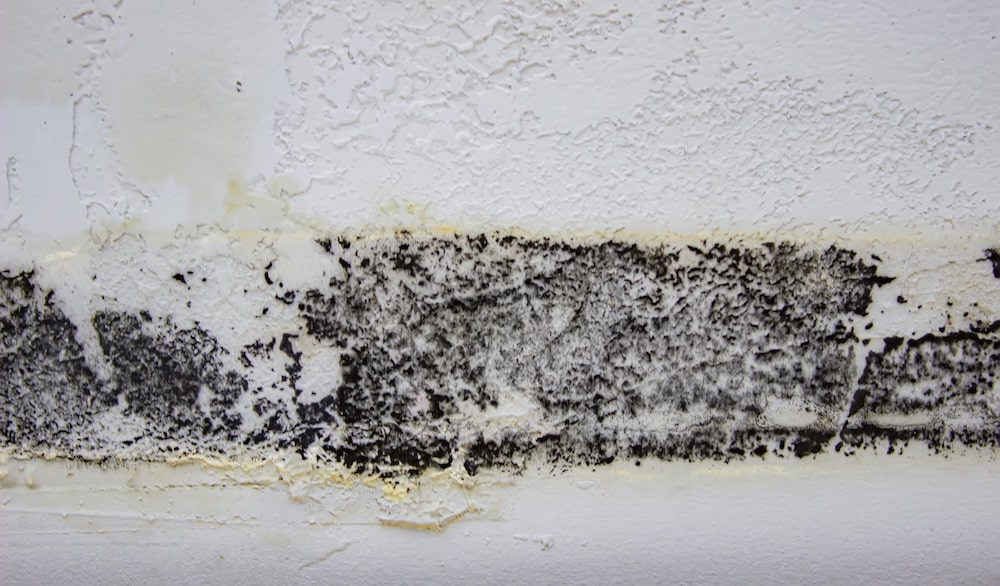 Dark black mold growing along water-damaged textured drywall, a common culprit when investigating what does black mold smell like.