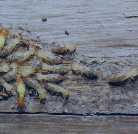 A close-up view of worker and soldier termites crawling across a piece of weathered wood next to mud debris.