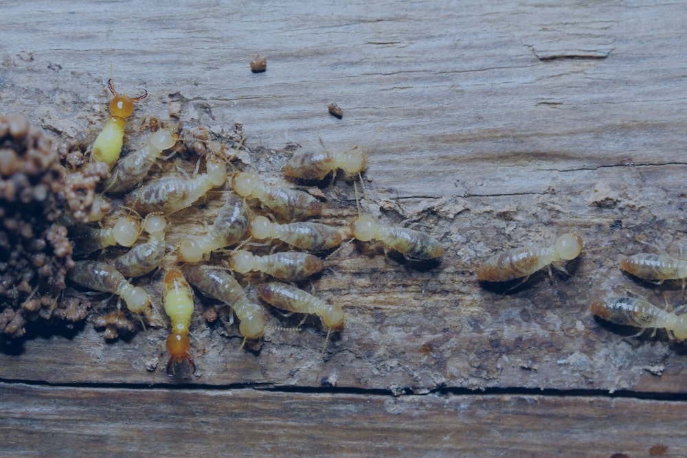 A close-up view of worker and soldier termites crawling across a piece of weathered wood next to mud debris.