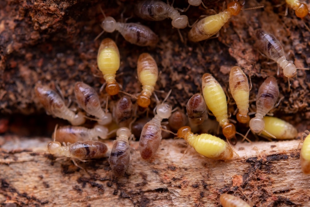 A close-up view of pale worker termites crawling across damaged wood, illustrating potential early stage signs of termites in ceiling timbers.